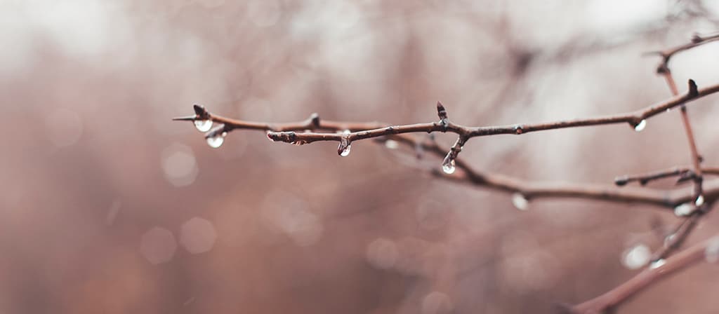 Rain drops drip from a tree branch