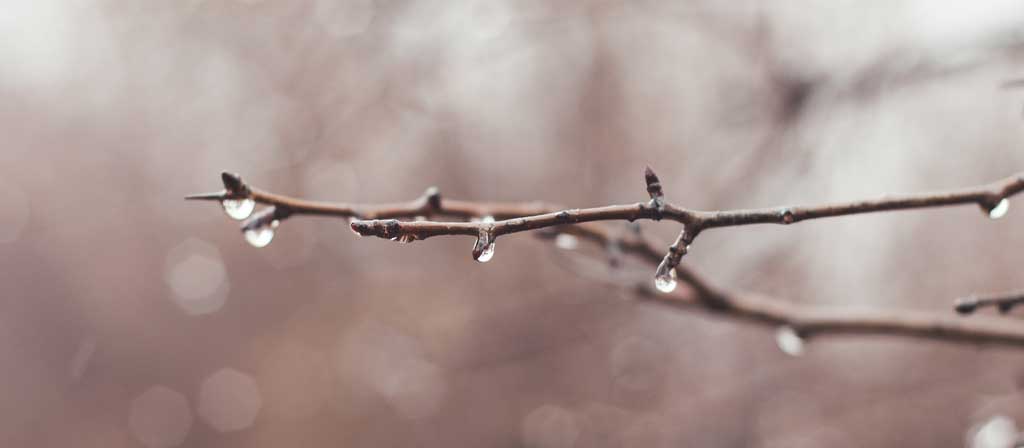 Rain drops drip from a tree branch