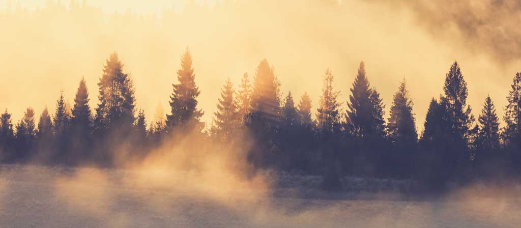 Mist rises from a forest following the end of a rain storm